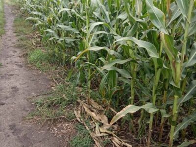 Продається земельна ділянка розміром 1,84 га