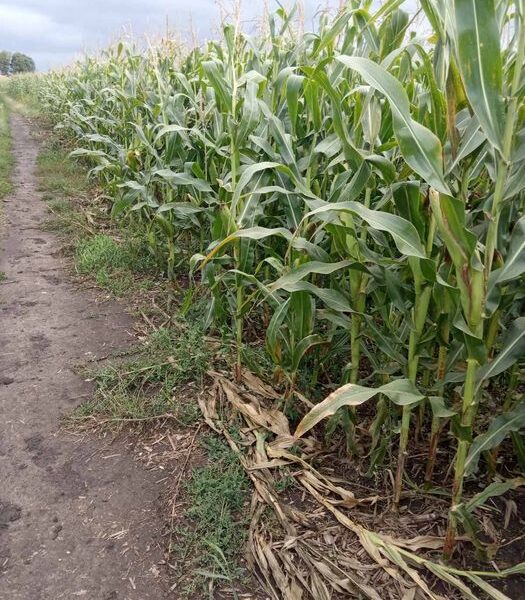 Продається земельна ділянка розміром 1,84 га
