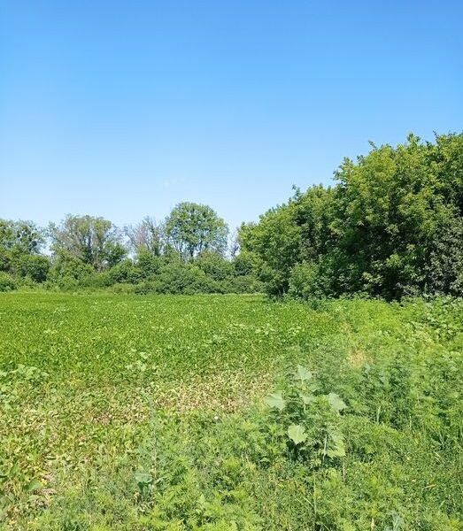 Продається земельна ділянка (пай)
