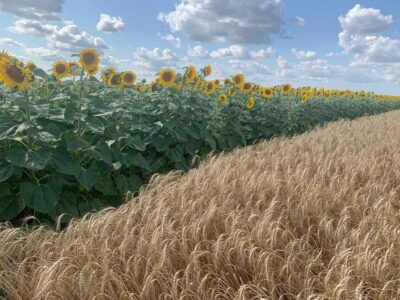 Терміновий продаж ПАЙ землі 6,217 га. Торг покупцю.