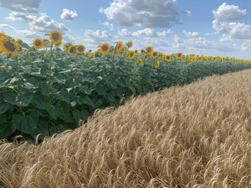 Терміновий продаж ПАЙ землі 6,217 га. Торг покупцю.