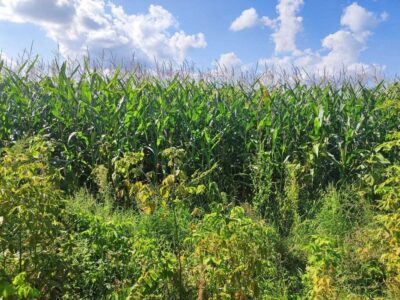 Продам земельну ділянку сільськогосподарського призначення
