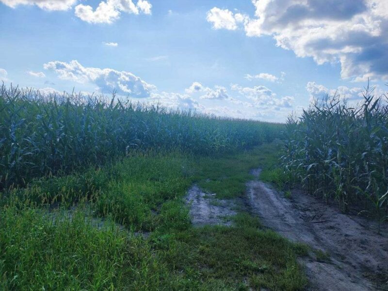 Продам земельну ділянку сільськогосподарського призначення