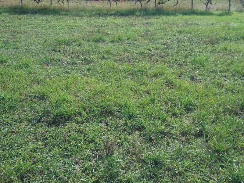 🏡 Продам земельну ділянку 0,15 га у мальовничому селі Лозуватка (8 квартал).
