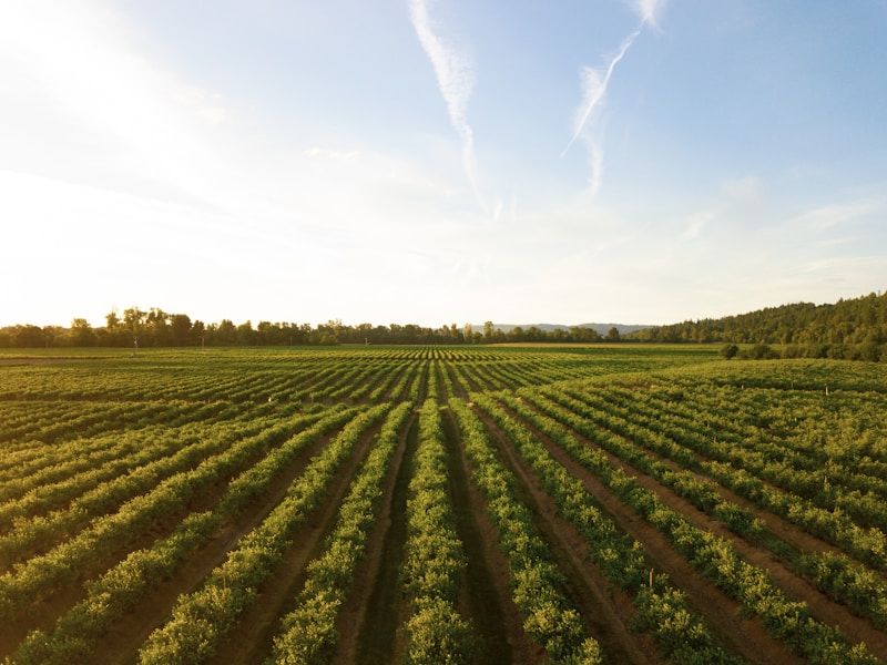 Продаж земельної ділянки під житлову забудову, площа 500 соток