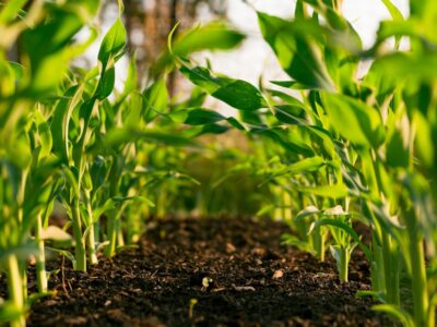 Продаж земельної ділянки під забудову, площа 9.4 сотки